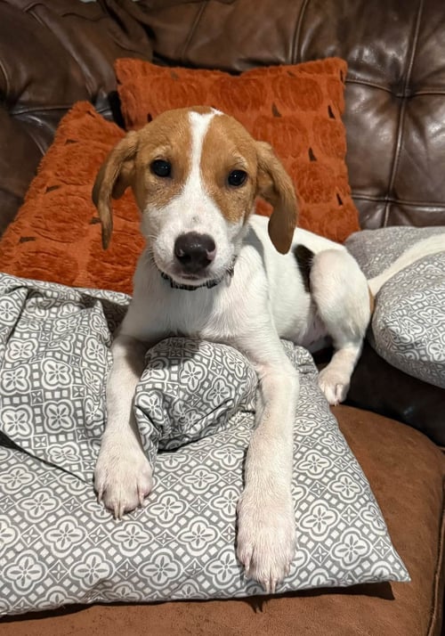 LANEY - Hound available for adoption