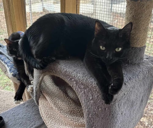 JOSIE - American Shorthair available for adoption