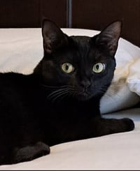 Josie - Photo 1