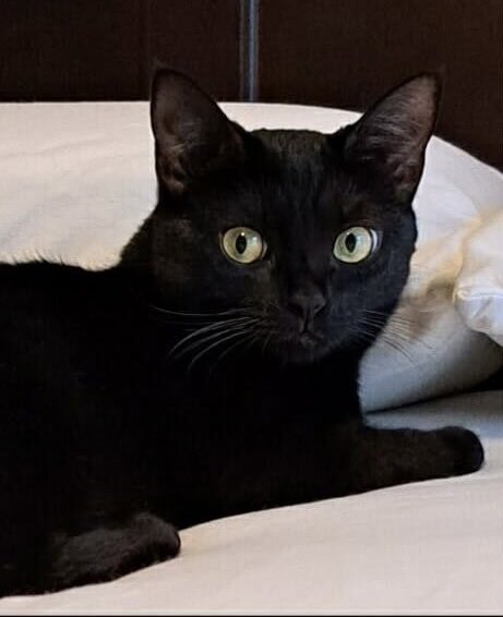 JOSIE - American Shorthair for adoption in Greenville