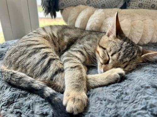 TRAFFIC CONE - American Shorthair available for adoption