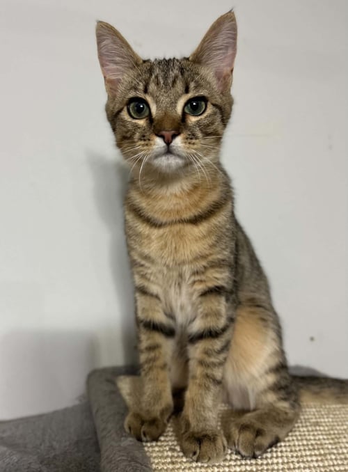 TRAFFIC CONE - American Shorthair available for adoption