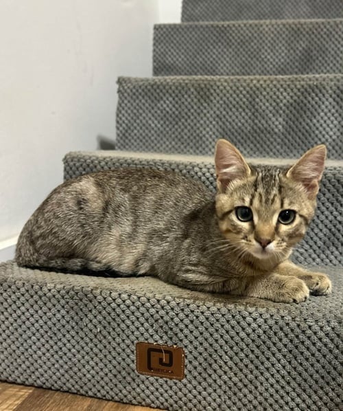 TRAFFIC CONE - American Shorthair available for adoption