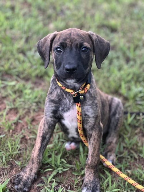 ALIAS - Terrier for adoption in Greenville