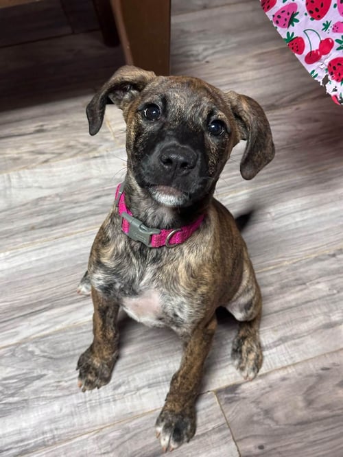 ALIAS - Terrier available for adoption