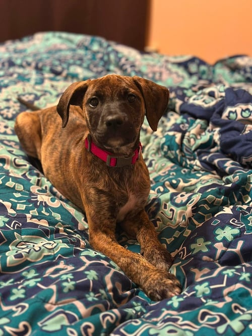 ALIAS - Terrier available for adoption