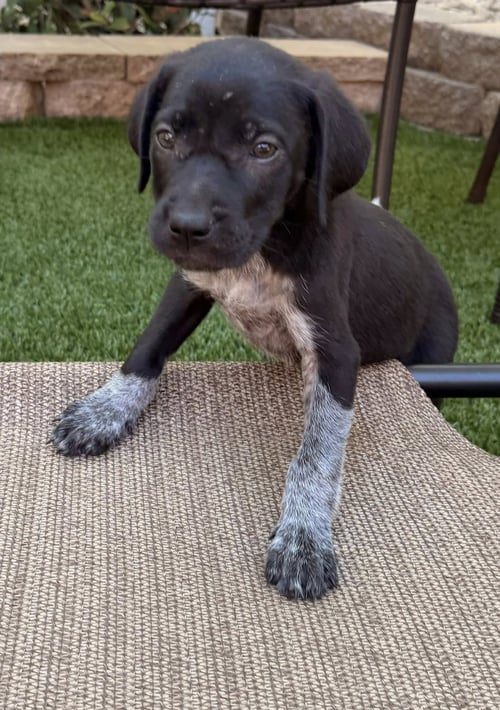 MAPLE - German Shorthaired Pointer available for adoption