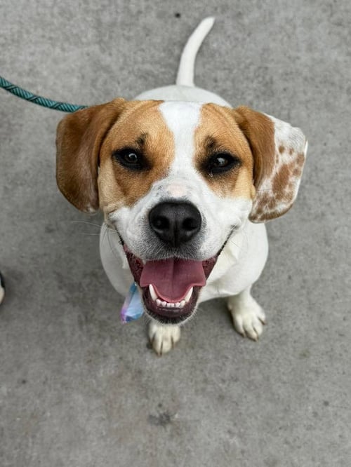 AULAIT - Hound available for adoption