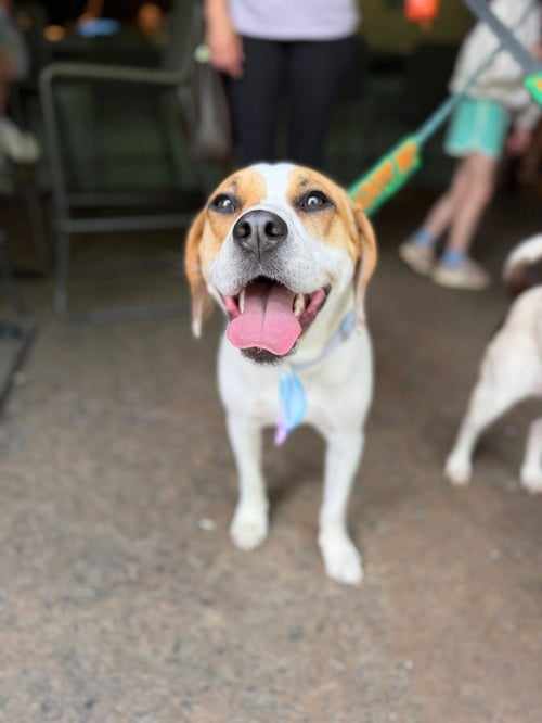AULAIT - Hound available for adoption