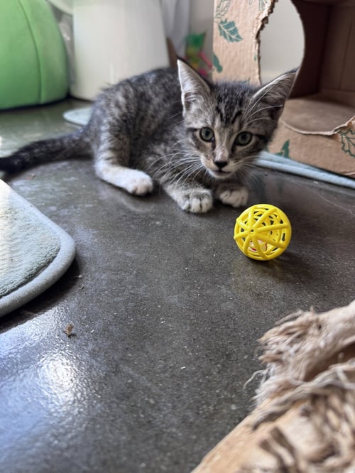DOCTOR CHEERIO - Domestic Medium Hair for adoption in Greenville