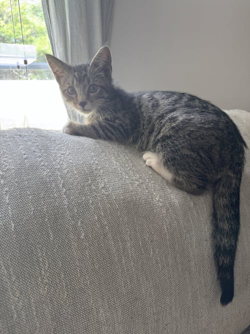 DOCTOR CHEERIO - Domestic Medium Hair available for adoption