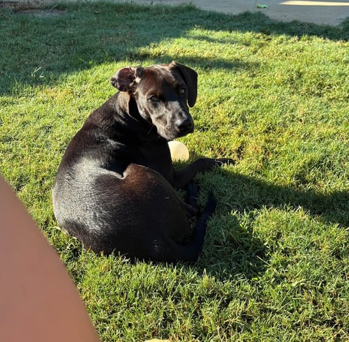 NERO - Terrier available for adoption