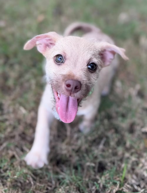 STACK - Terrier available for adoption