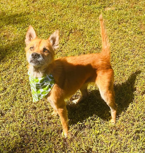 FOXY - Unknown available for adoption