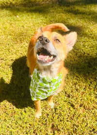 Foxy - Photo 3