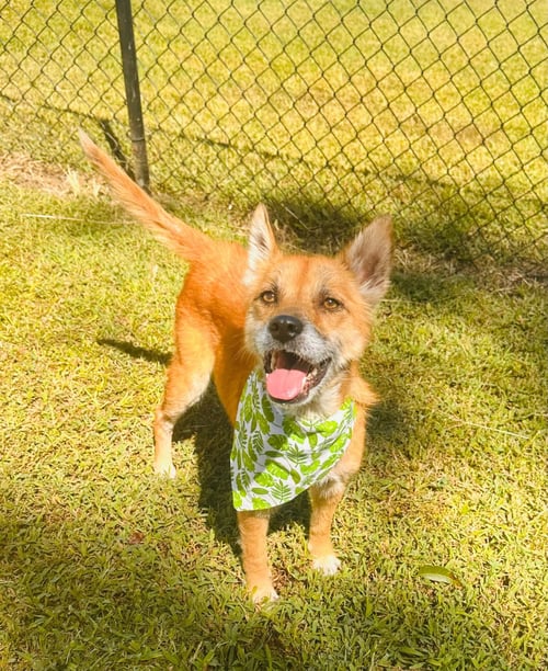 FOXY - Unknown available for adoption