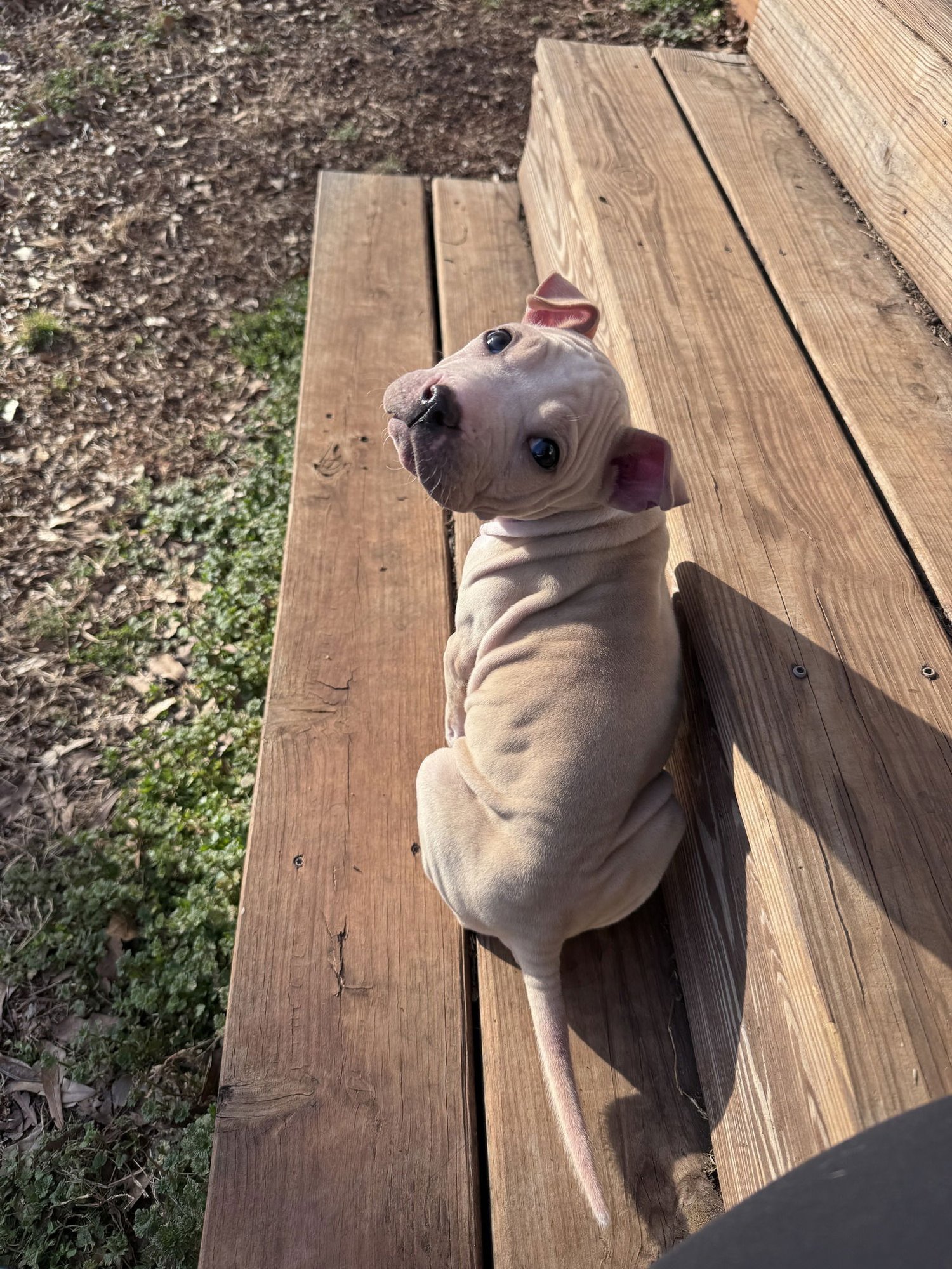MRS. NORRIS - American Bulldog available for adoption