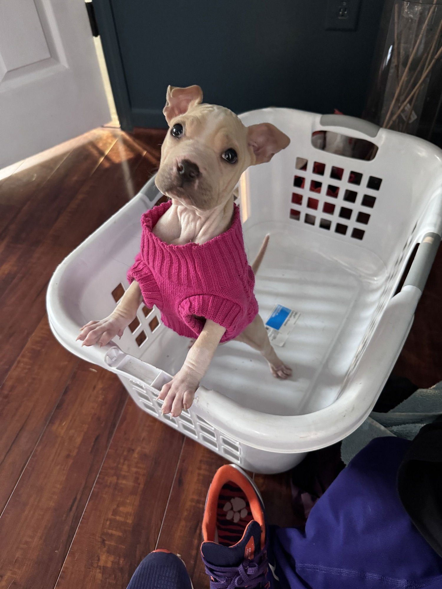 Mrs. Norris - Photo 3