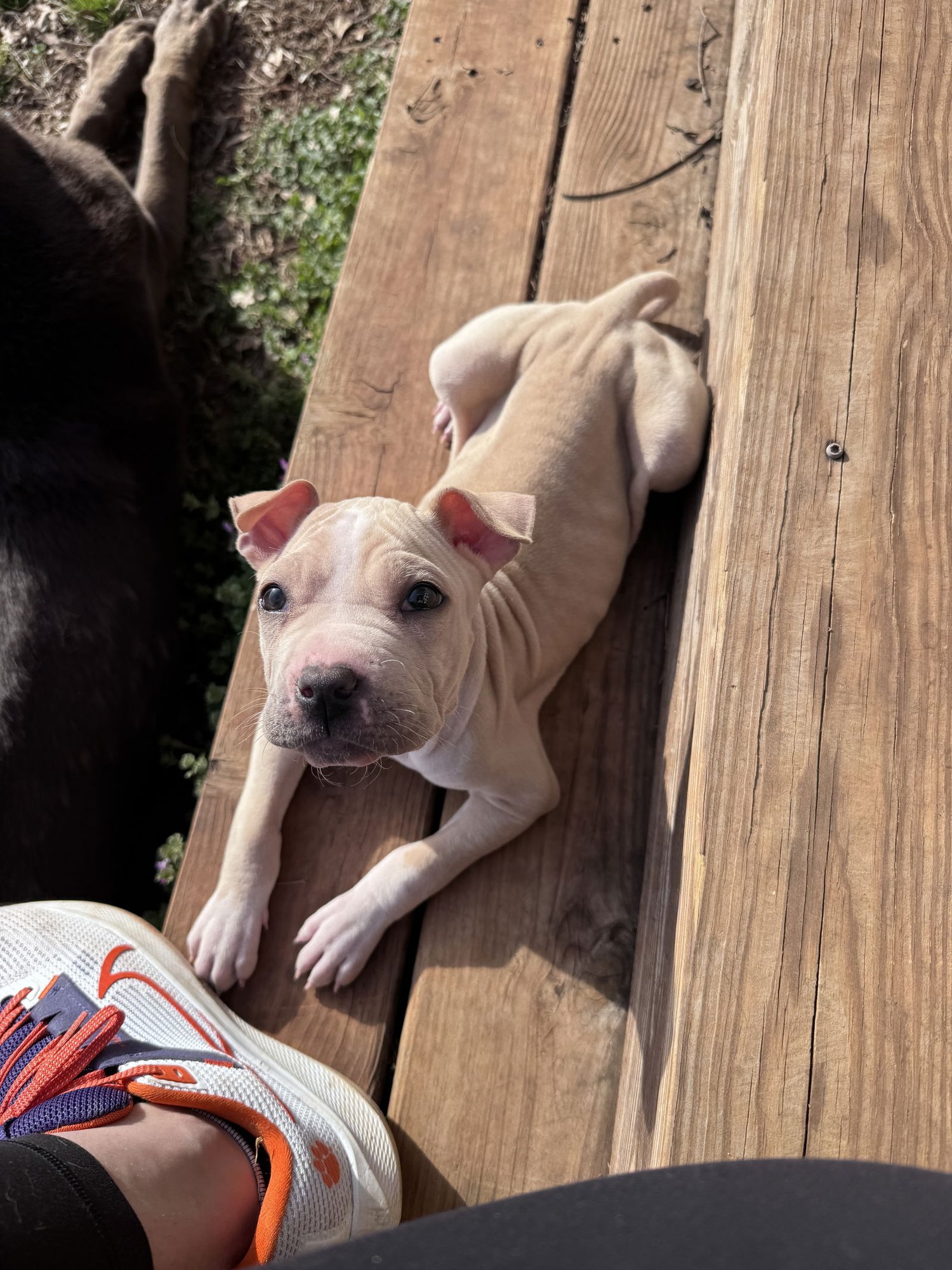 Mrs. Norris - Photo 4