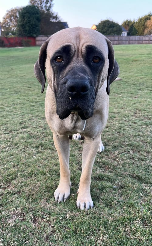 PHOEBE - Mastiff available for adoption