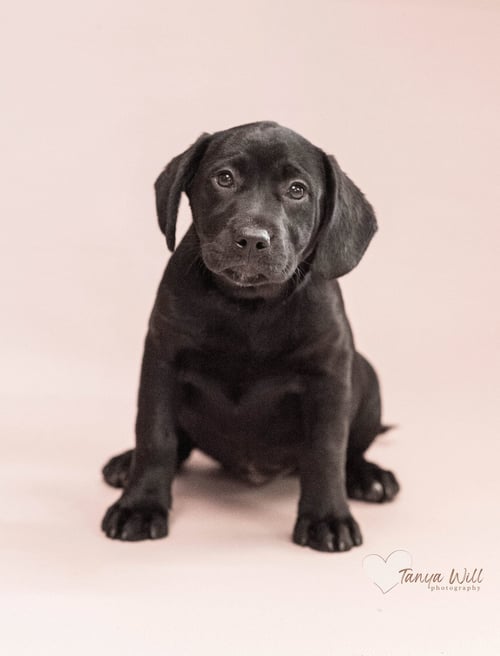 SWEET PEA - Labrador Retriever available for adoption
