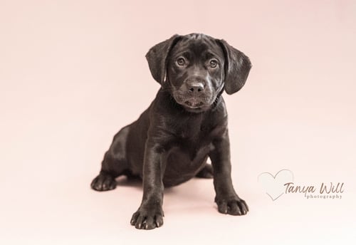 SWEET PEA - Labrador Retriever available for adoption