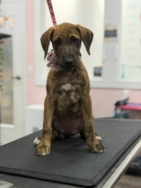 Bindi - Photo 2
