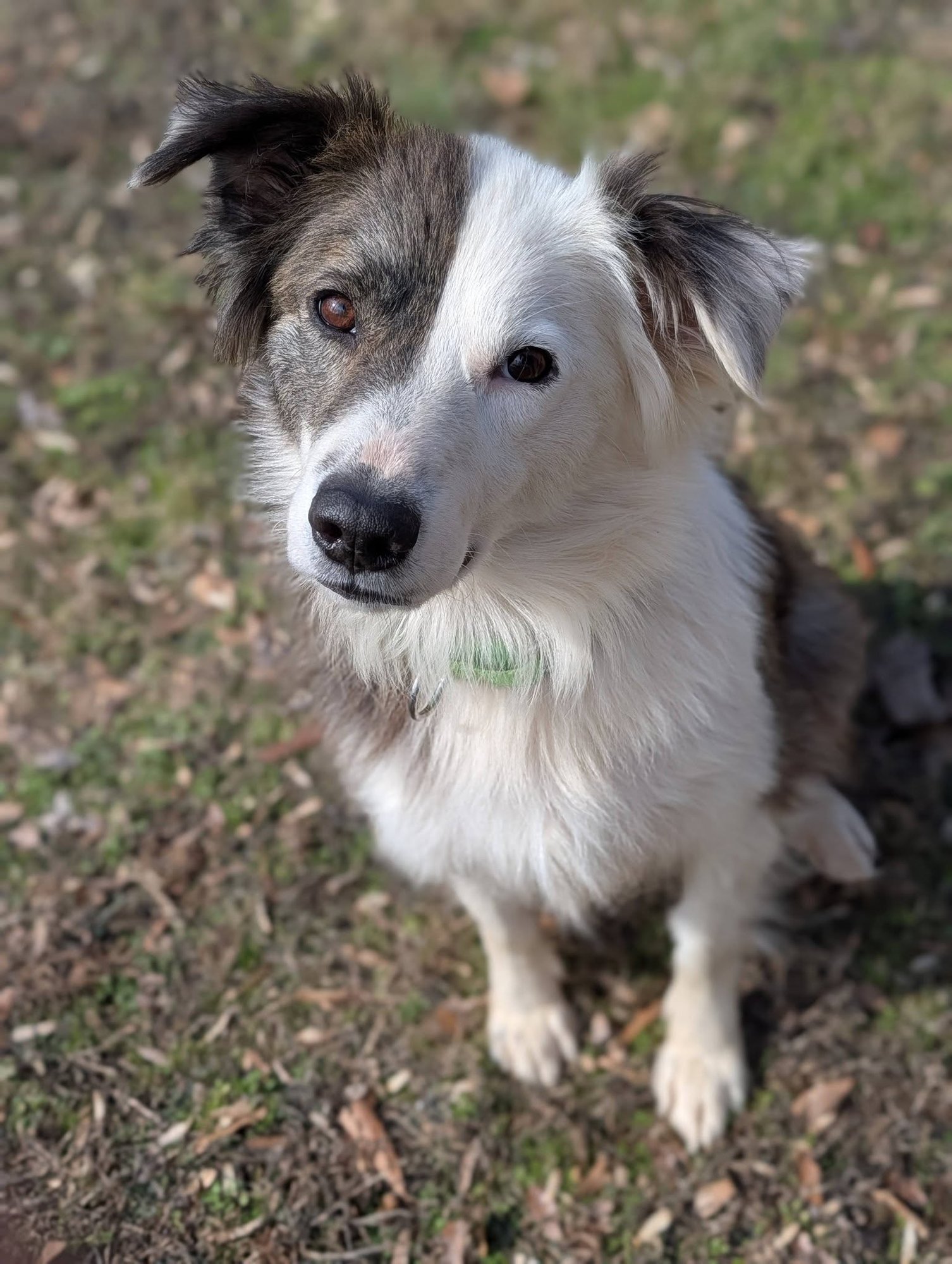 EMBER - Australian Shepherd available for adoption