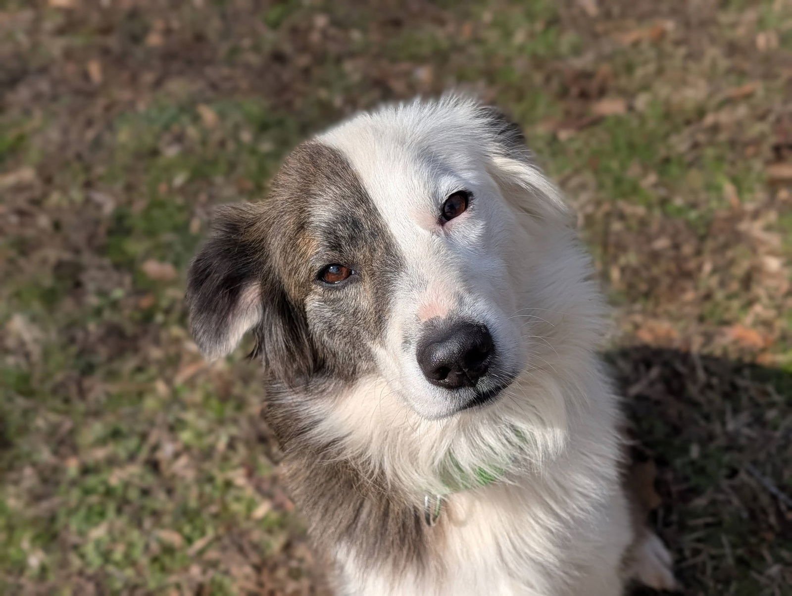 EMBER - Australian Shepherd available for adoption