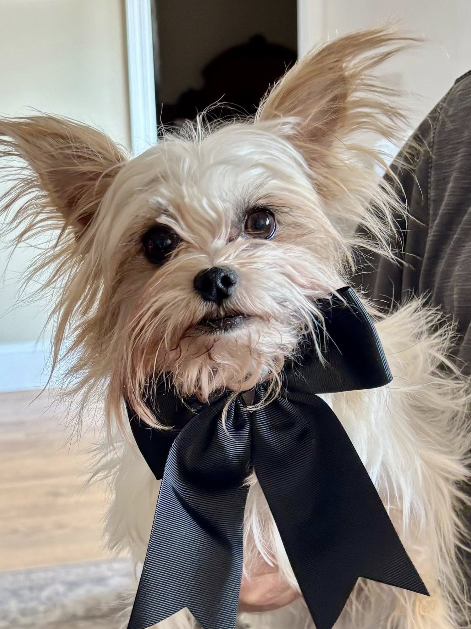CAPTAIN JACK - Yorkshire Terrier Yorkie available for adoption