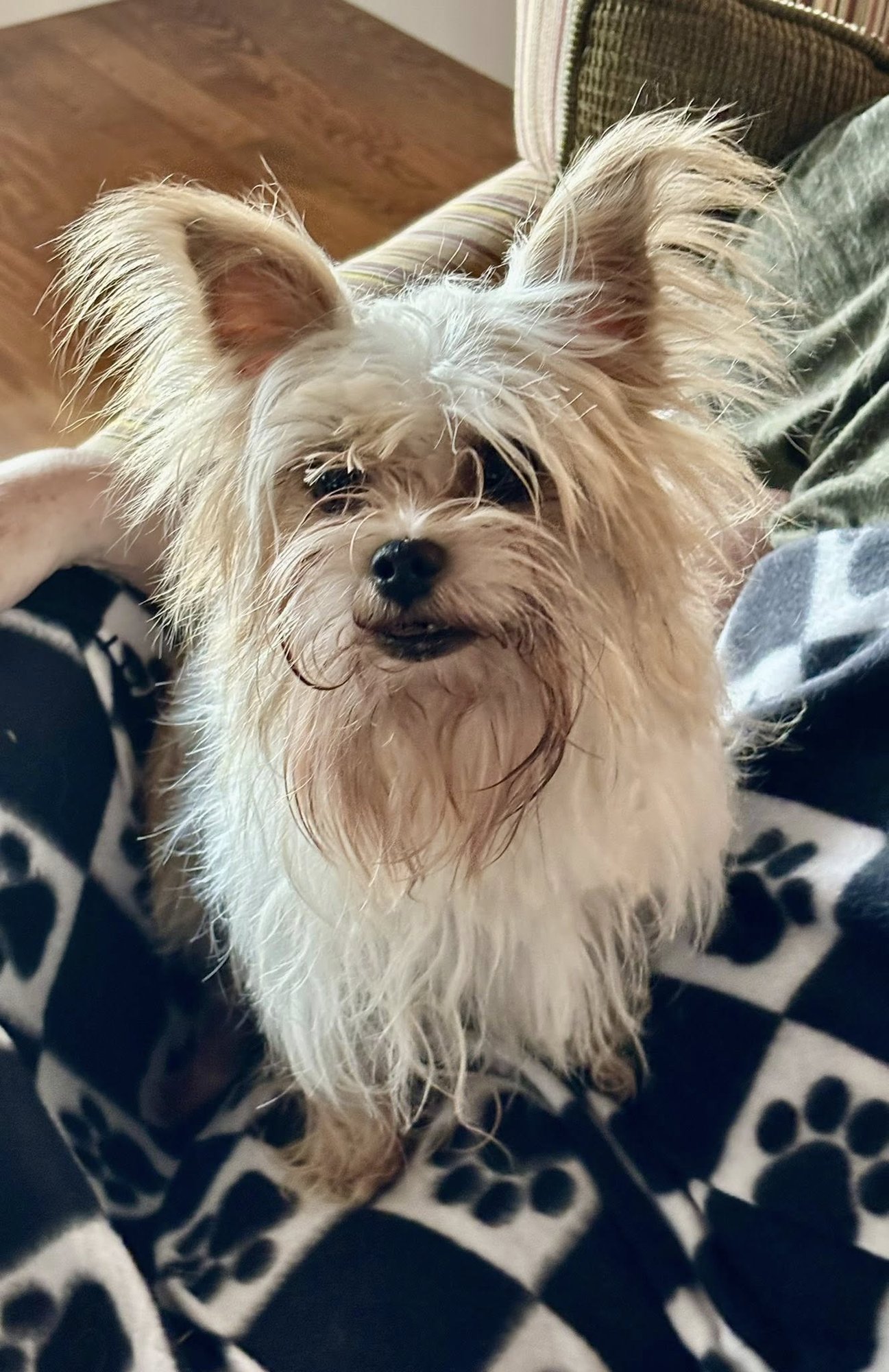 CAPTAIN JACK - Yorkshire Terrier Yorkie available for adoption