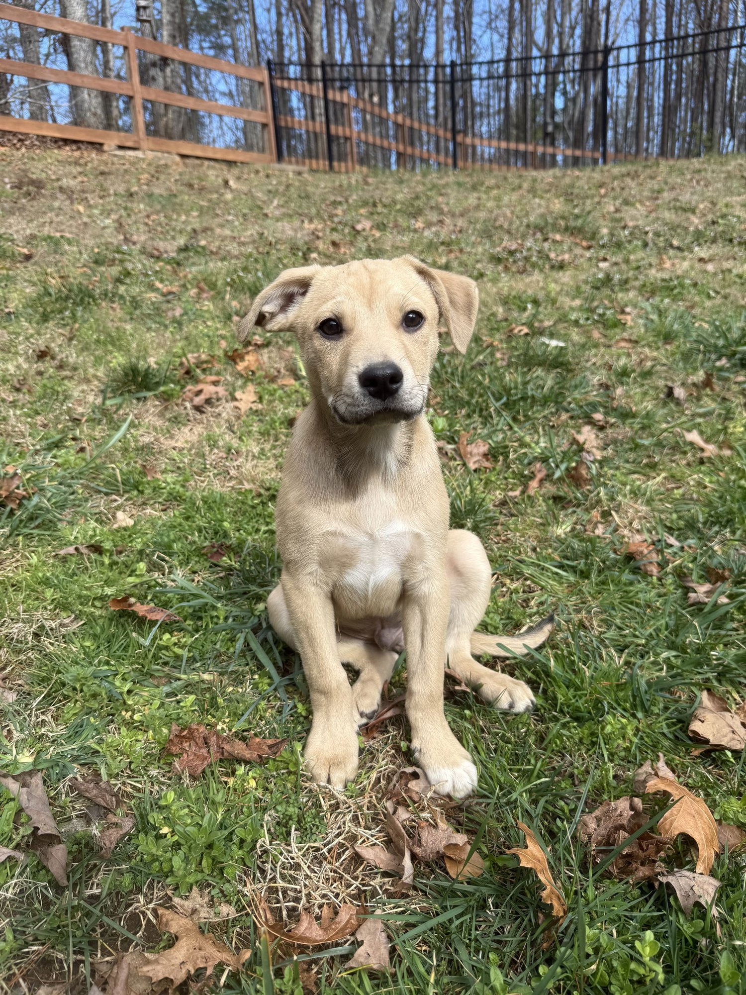 TED - Retriever available for adoption