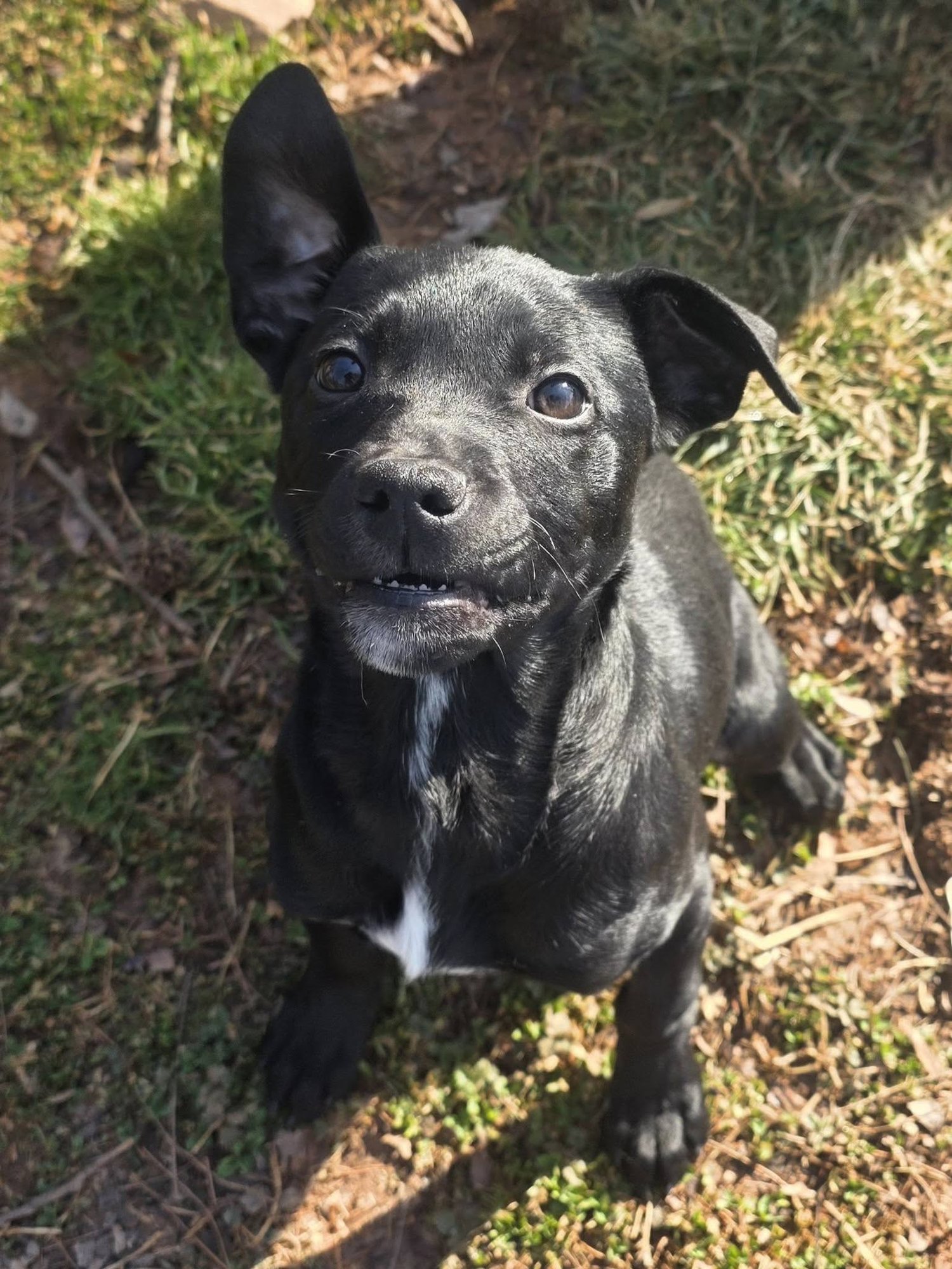 ATARI - Retriever available for adoption