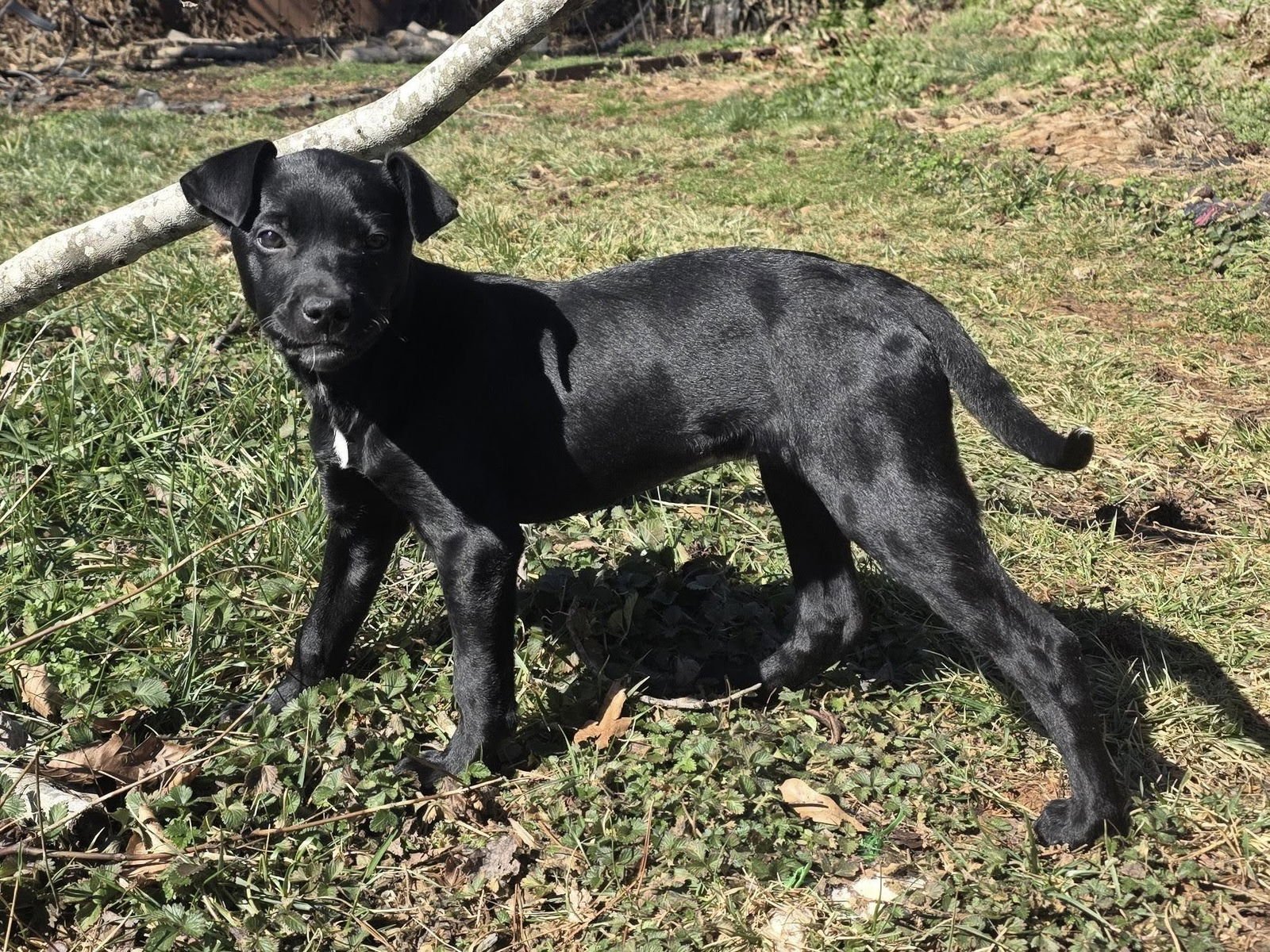 ATARI - Retriever available for adoption