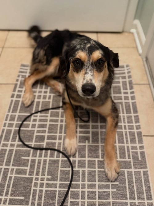 FABLE - Australian Shepherd available for adoption