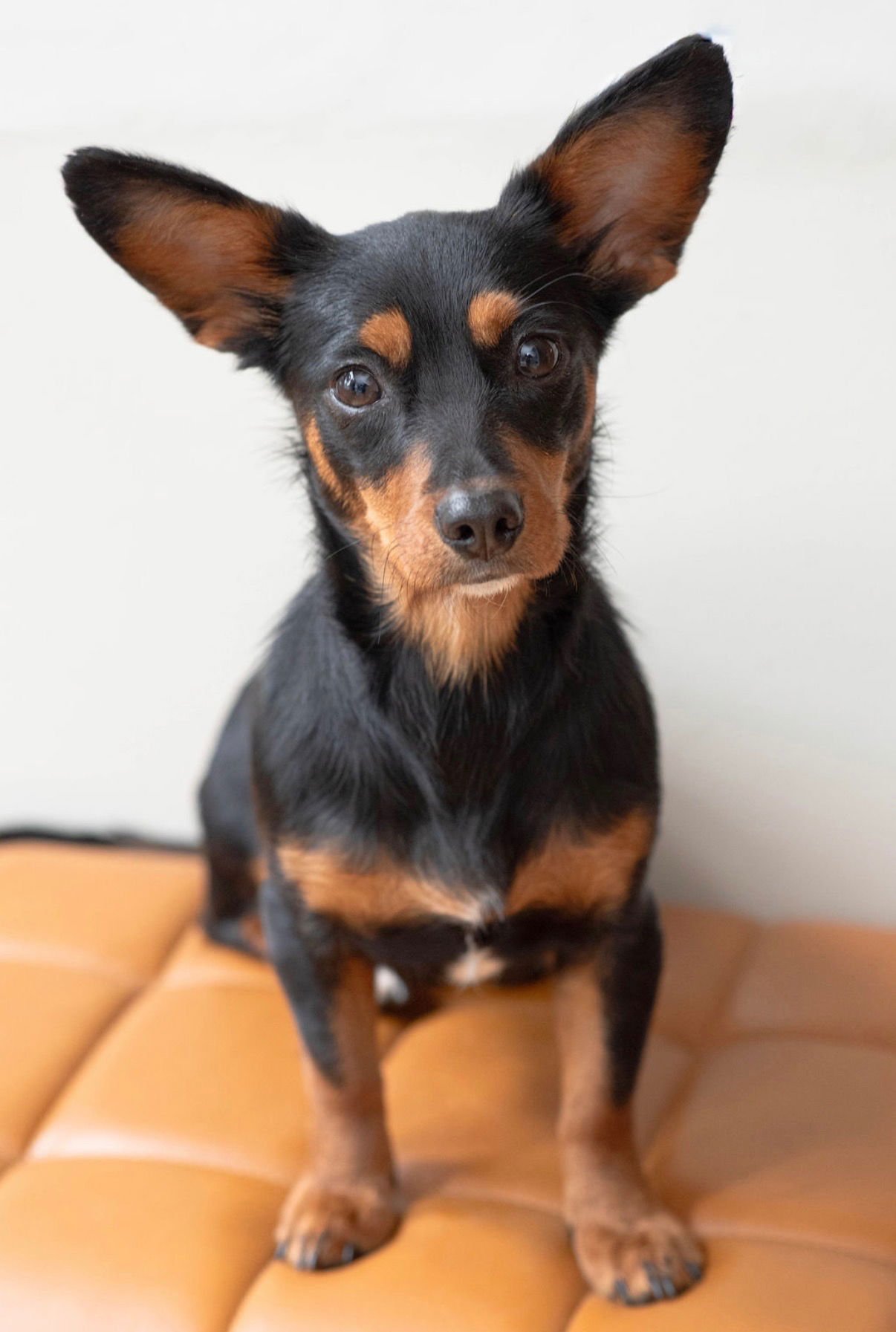 WHITNEY - Dachshund available for adoption