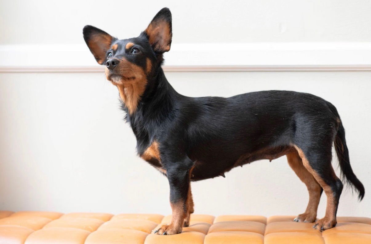 WHITNEY - Dachshund available for adoption