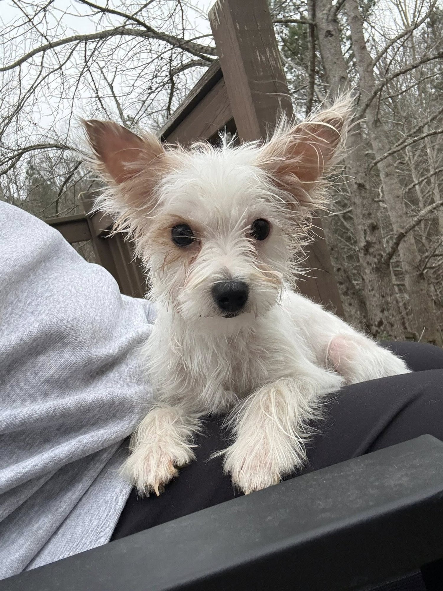 JITTERBUG - Yorkshire Terrier Yorkie available for adoption