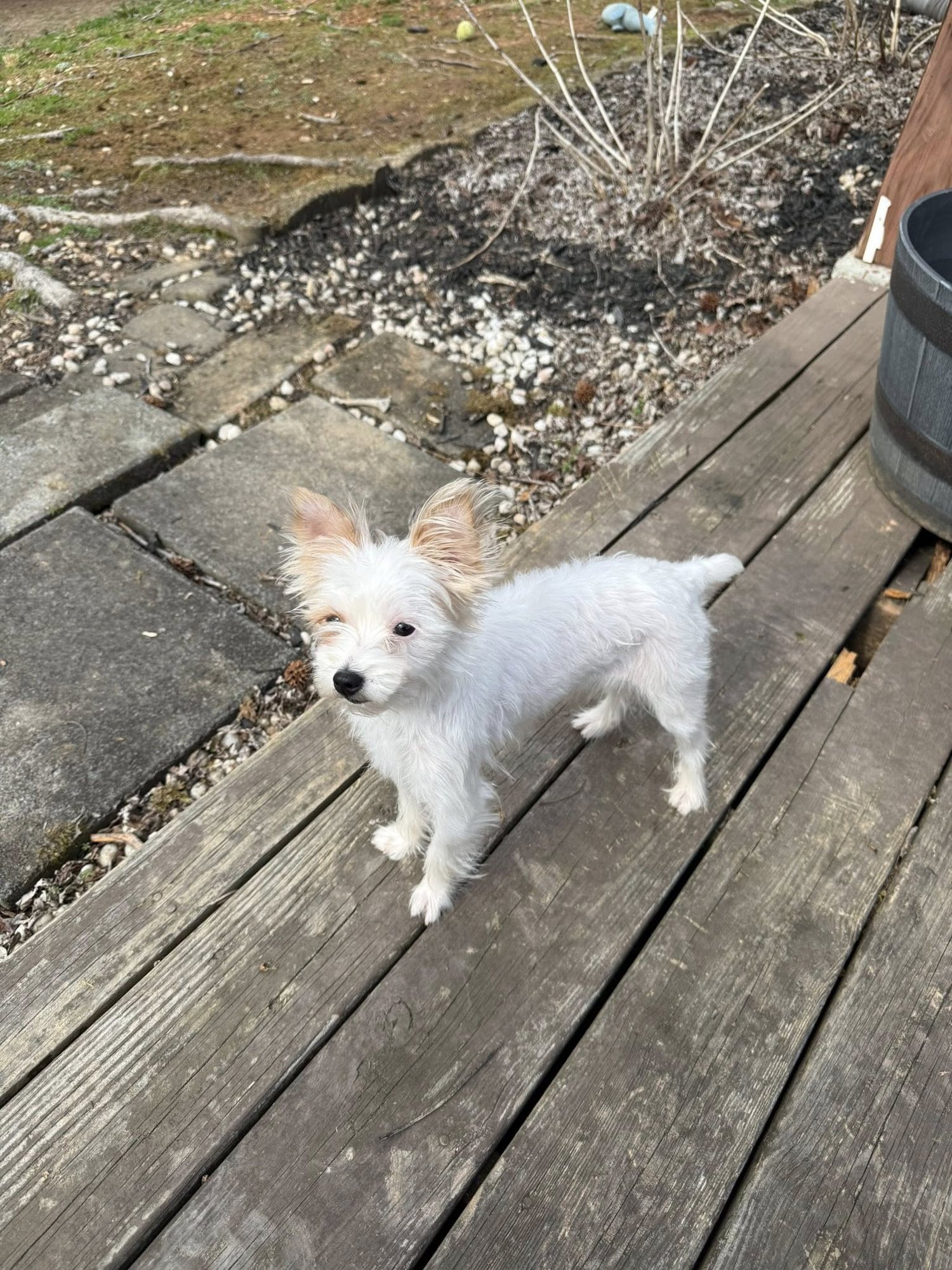 JITTERBUG - Yorkshire Terrier Yorkie available for adoption