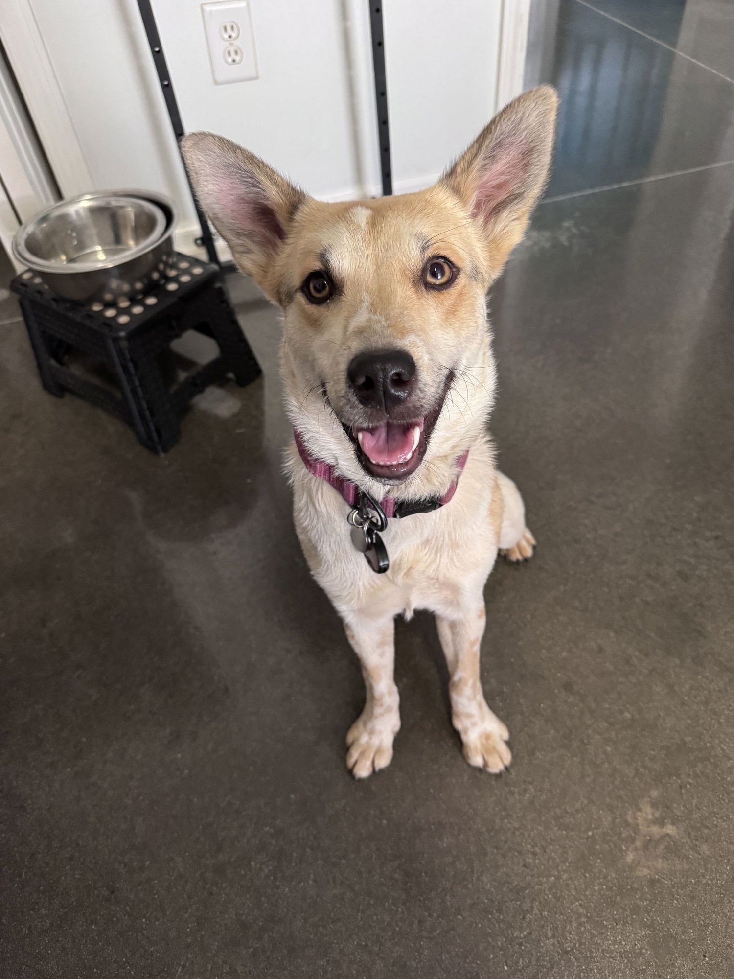 MOLLYWOBBLES - Australian Cattle Dog/Blue Heeler available for adoption