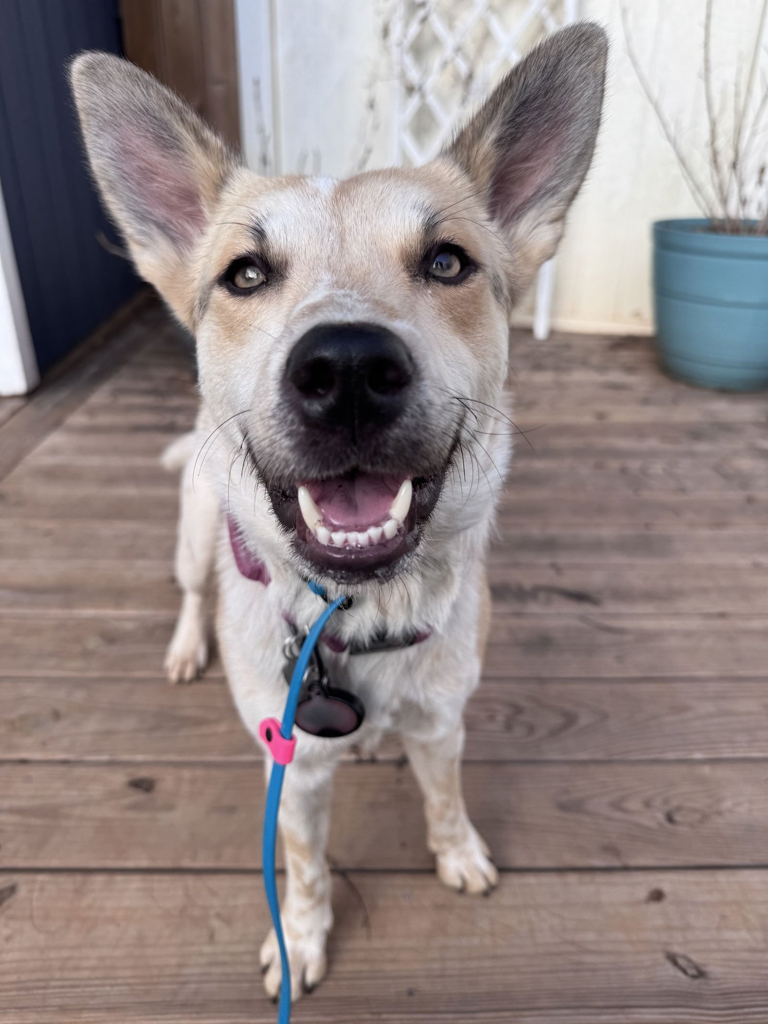 MOLLYWOBBLES - Australian Cattle Dog/Blue Heeler available for adoption