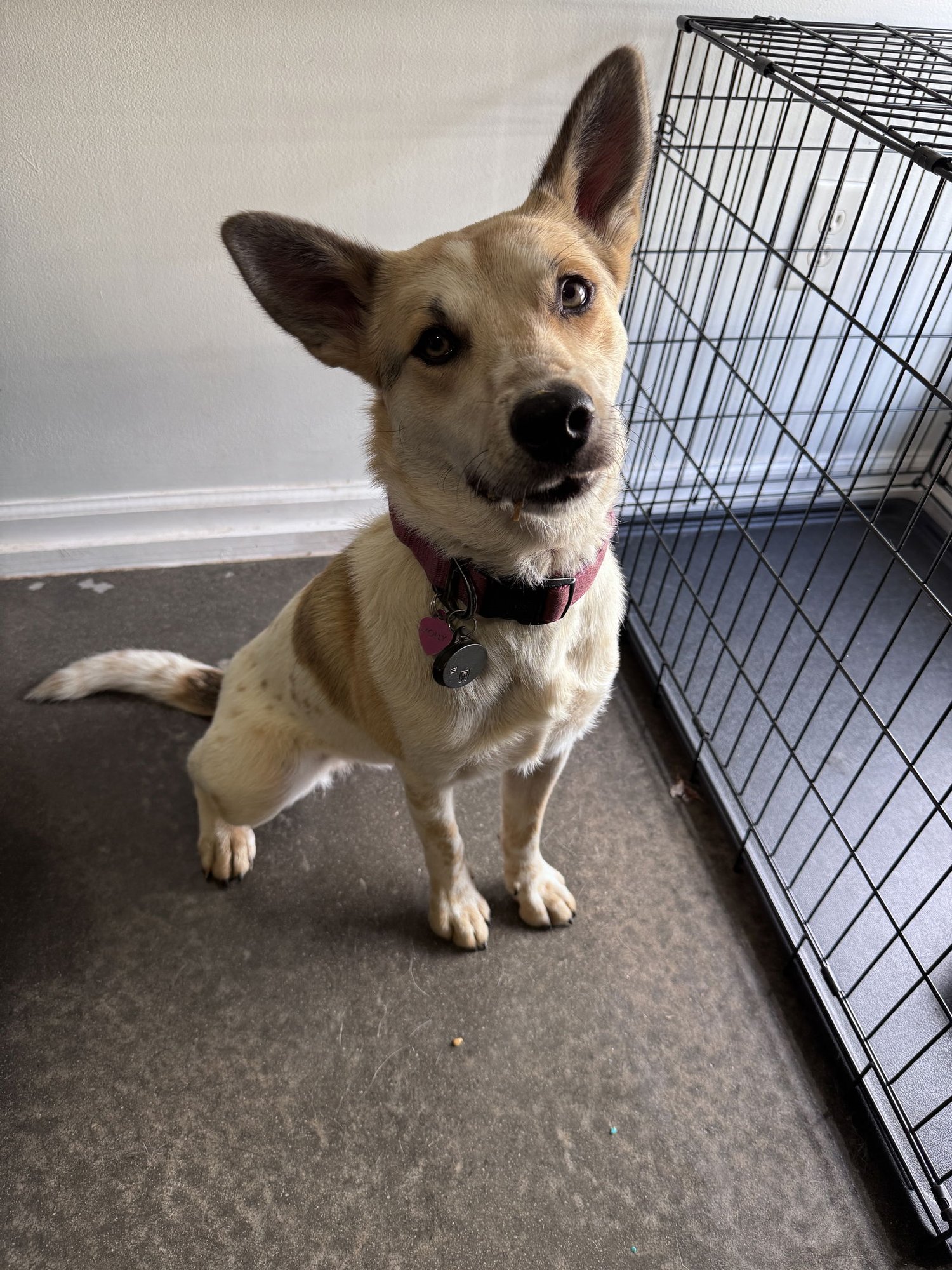 Mollywobbles - Photo 3