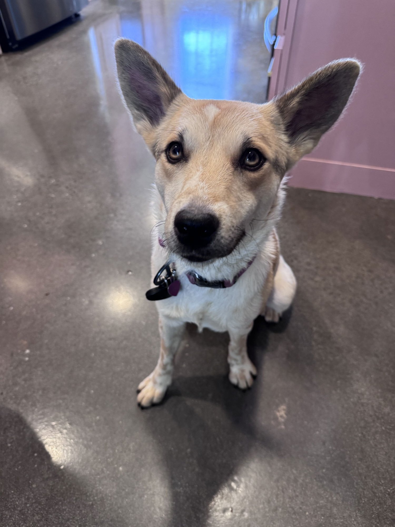 Mollywobbles - Photo 4