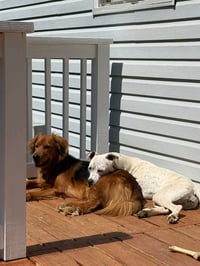 Susie - Photo 3
