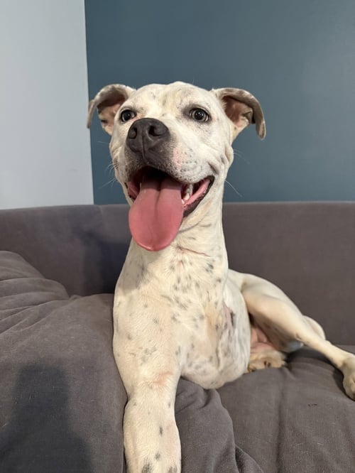 SUSIE - Terrier available for adoption