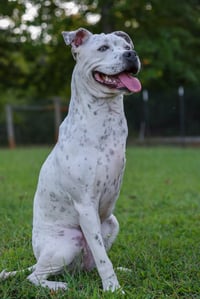 Susie - Photo 2