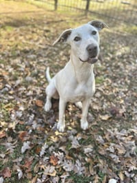 Pearl - Photo 1