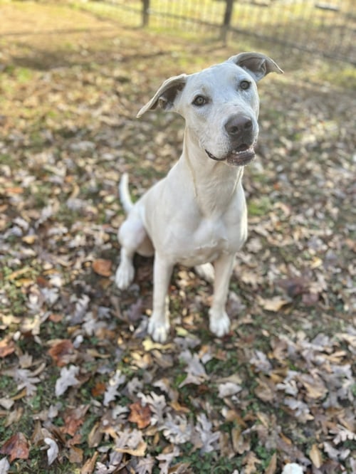 PEARL - Retriever available for adoption