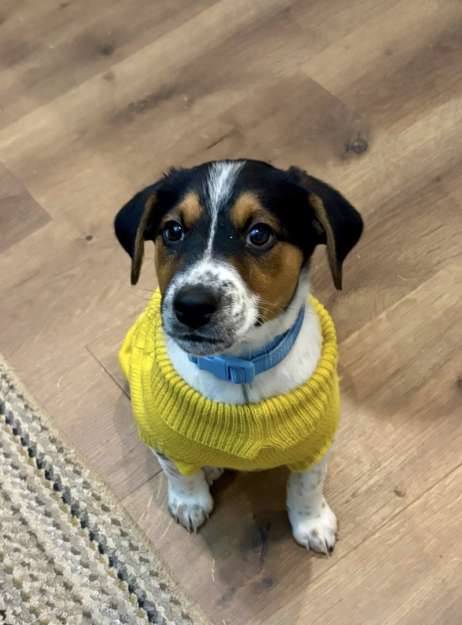 PAC - Hound available for adoption