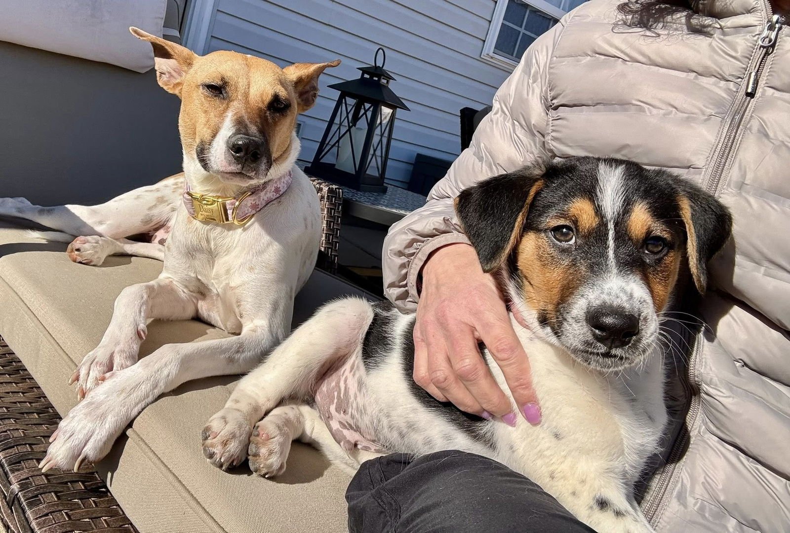 PAC - Hound available for adoption